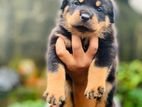 Rottweiler Puppies