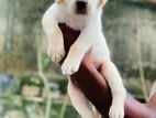 Labrador Male Puppy