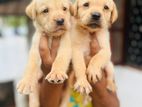 Labrador Retriever Puppies