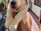 Labrador Retriever Puppies