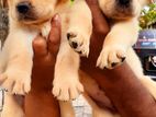 Labrador Retriever Puppies