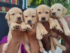 Labrador Retriever Puppies