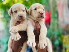 Labrador Retriever Puppies
