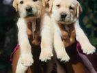 Labrador Retriever Puppies
