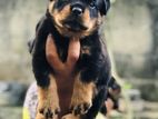 Rottweiler Male Puppy