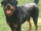 Ckc Registered Rottweiler