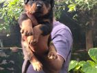 Rottweiler Puppies