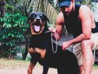 CKC Rottweiler For Crossing/Stud Service