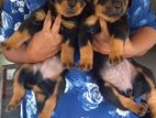 CKC Rottweiler Puppies