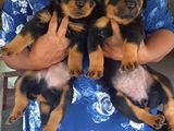 CKC Rottweiler Puppies