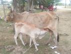 சகி வால் பசுவும் நாம்பன் கன்றும்