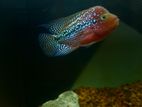 Classic Kamfa Flowerhorn