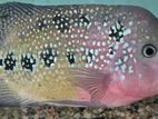 Classic Kamfa Flowerhorn Male Fish
