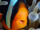 Clown Fish