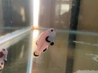 Clown Fish