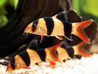 Clown Loach