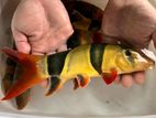 Clown Loach Fish