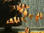 Clown Loaches