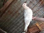 Pigeons