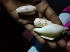 சங்குகள்