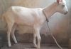 சணல் ஆடு Livestock