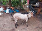 Farm Goat