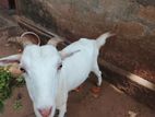 Farm Goats