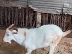 சனல் கிடாய்