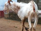 Farm Goat