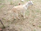Farm Goats