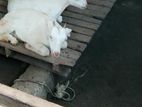 Farm Goat