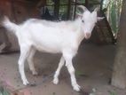 சனல் கிடாய் விற்பனைக்குண்டு