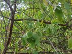 சந்தன மரம் ( கன்று)