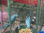 Cobalt Blue Ringneck Birds