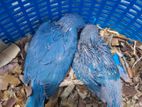 Cobalt Blue Ringneck Birds