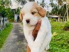 Cockapoo Puppies