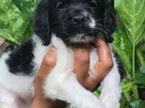 Cocker Spaniel Puppies