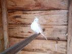 Cockatiel Bird