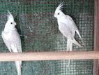 Cockatiel Bird