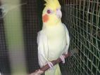Cocktail Bird