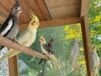Cocktail Birds