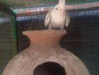 Cockatiel Breeding Pair