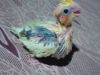 Cockatiel Chick