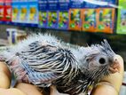 Cockatiel Chick