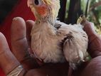 Cockatiel Chicks