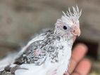 Cockatiel Birds