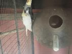 Cockatiel Bird