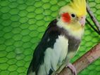 Cocatail Male