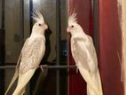 Cockatiel Pair