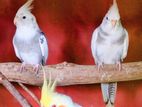 Cockatiel Birds